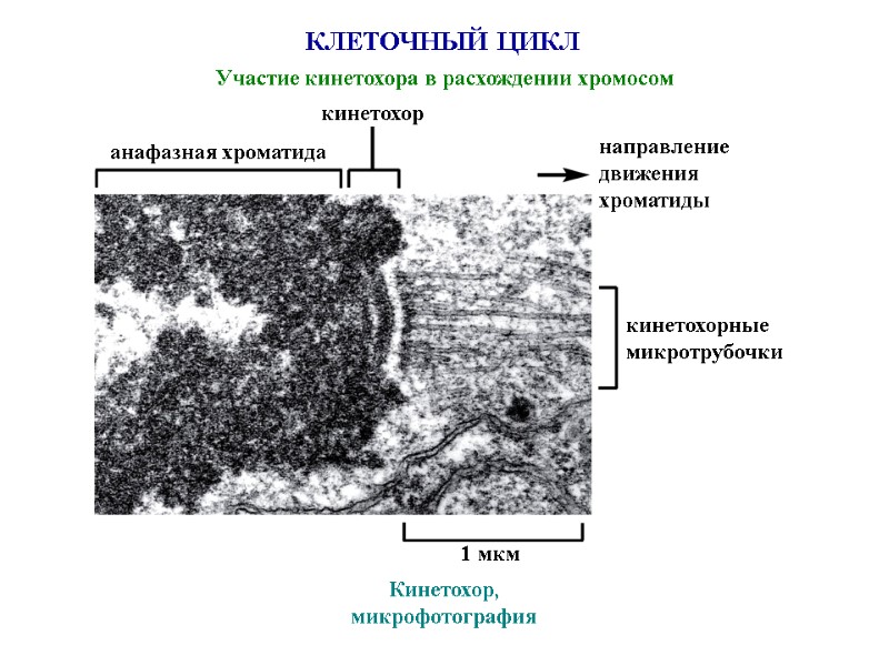 КЛЕТОЧНЫЙ ЦИКЛ Участие кинетохора в расхождении хромосом Кинетохор, микрофотография